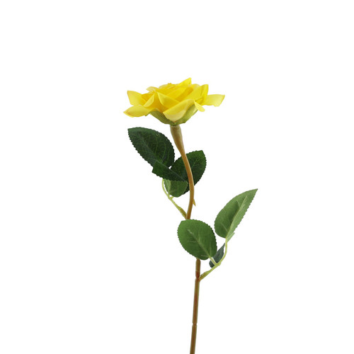Essential Yellow Rose Essential Yellow Rose