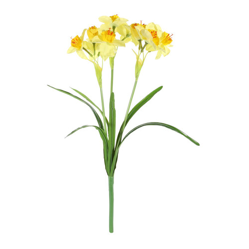 Essential Yellow Daffodil Plant Essential Yellow Daffodil Plant