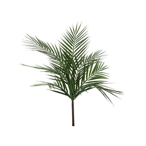 Essential Palm Plant Essential Palm Plant