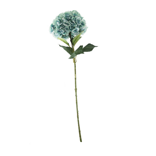 Essential Blue Giant Hydrangea Essential Blue Giant Hydrangea