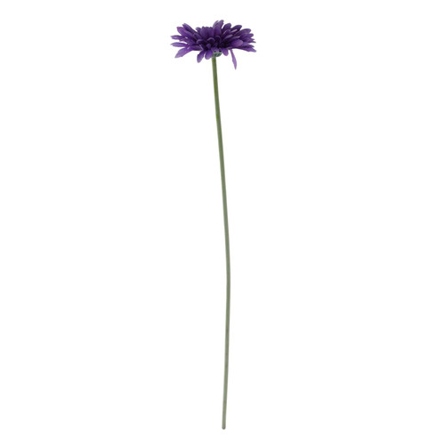 Essential Purple Gerbera Essential Purple Gerbera