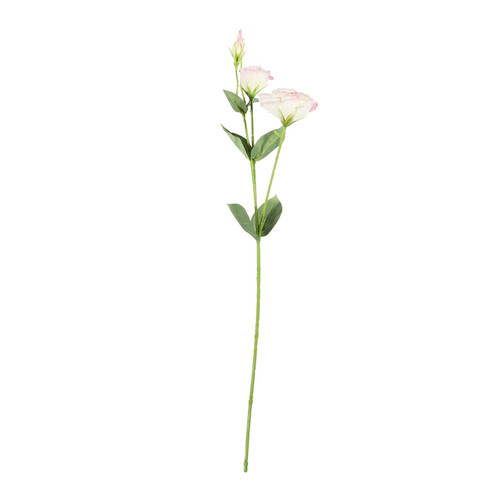 Essential Cream/Pink Lisianthus