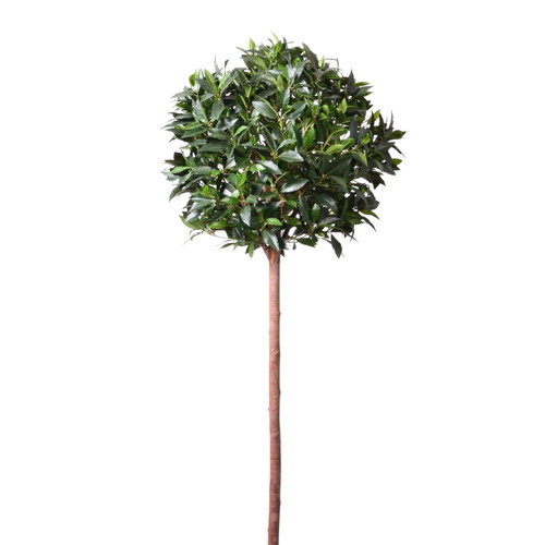 Green Bay Ball Potted Tree (5ft)