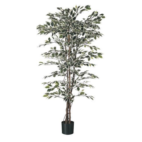 Green Variegated Fiscus Potted Tree (6ft)