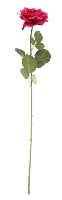 Essential Fuchsia Arundel Rose Open