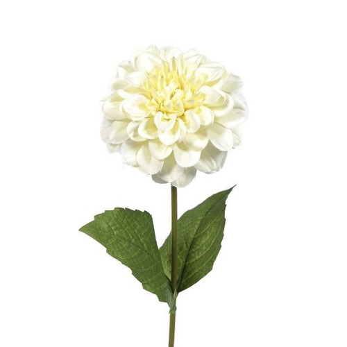 Cream Zinnia (46cm)