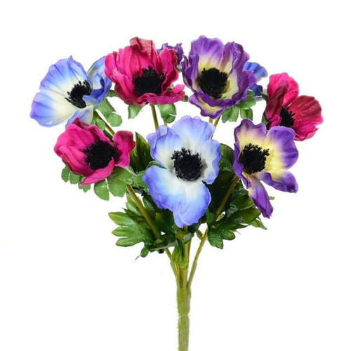 Multicoloured Anemone Bush 