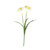 Essential White Narcissus Plant with Leaves  Essential White Narcissus Plant with Leaves