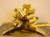 Metallic Gold Pull Bow (31mm)