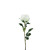 Essential White Garden Rose