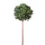 Green Bay Ball Potted Tree (5ft)