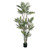 Green Parlour Potted Palm (5ft)