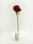 Red Prize Rose (64cm)