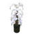 White Orchid Plant (150cm)