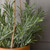 Exterior Everlast Rosemary plant U.V (38cm)