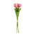 Essential Pink Small Parrot Tulip Bunch (6 Stems)