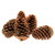 Maritima Pine Cones 14-18cm (Pack of 25)