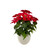 Red Poinsettia Bush in Cream Pot (56cm)