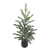 Green Frosted Pine Tree in Black Pot (58cm)