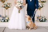 A bride holding a multi-colored pastel floral bridal bouquet poses with her groom and dog in front of a ceremony installation.