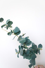 29" Eucalyptus Spray