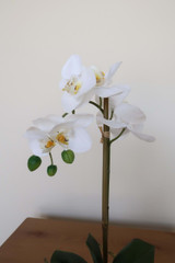 White Orchid in Ceramic Vase