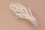 Pampas Grass Pick