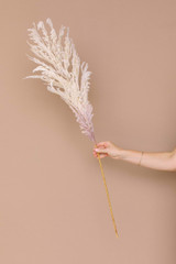 Pampas Grass Pick