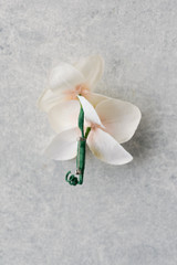 Wren Boutonniere (Double Orchid)