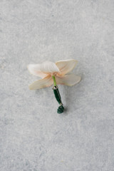 Wren Boutonniere (Single Orchid)