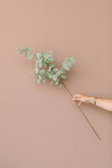 Spiral Eucalyptus Spray