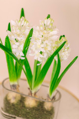 White Hyacinth Bulbs