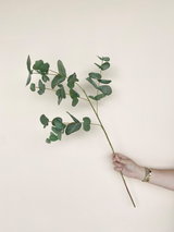 Eucalyptus Leaf Spray