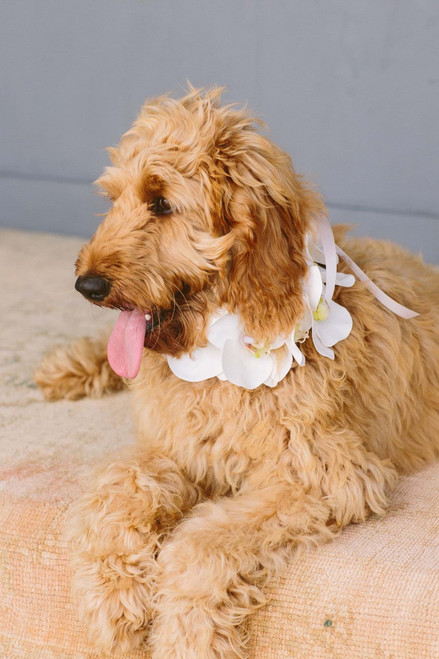 Wren Large Dog Collar