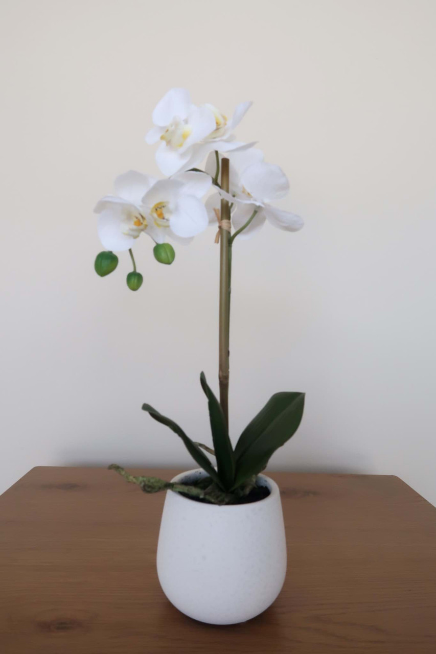 White Orchid in Ceramic Vase