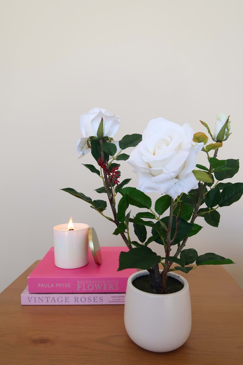 White Rose in Ceramic Vase