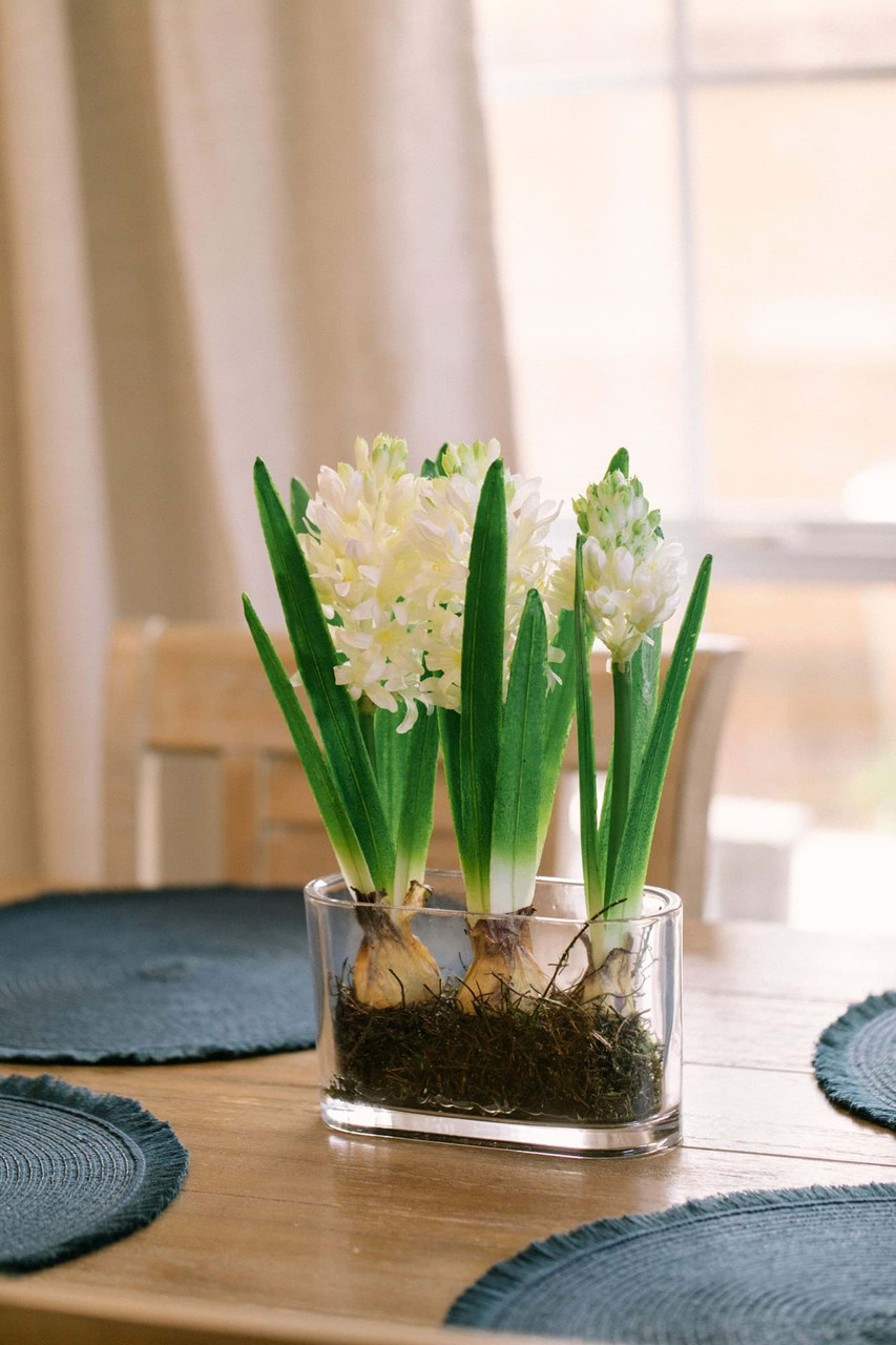 White Hyacinth Bulbs