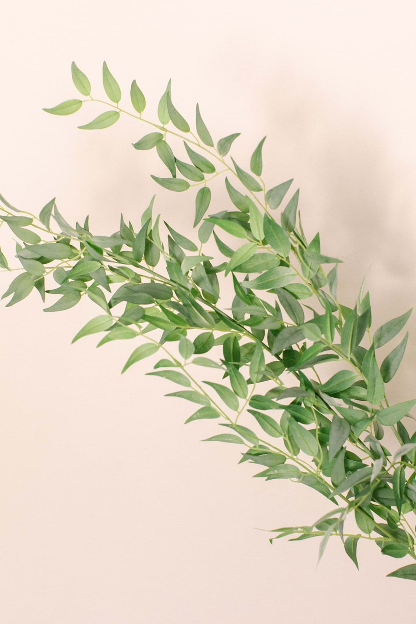 Italian Ruscus Bundle