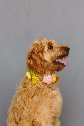 Wedding Dog Collar With Silk Pink and Yellow Flowers | Something