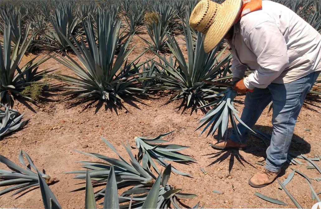 El secreto de los tamaños de hijuelos: Maximizando tu cosecha de Agave Azul