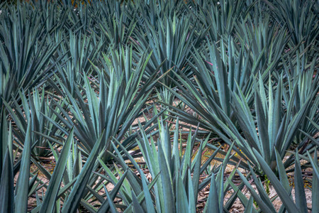 ✅ Optimizando el cultivo de agave con la tecnología de drones ✅