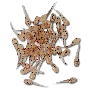 Jiggin' Johnsons' 1.0" Fry Soft Plastic Bait