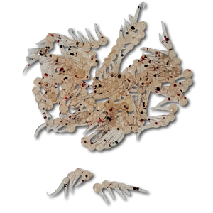 Jiggin' Johnsons' 1.0" Ice Tick Soft Plastic Bait