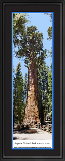 Sequoia National Park Panoramic Picture - Vertical Panorama