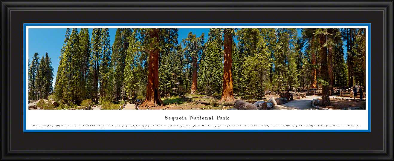 Sequoia National Park Panoramic Picture - Landscape Wall Decor