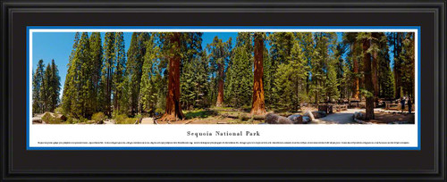 Sequoia National Park Panoramic Picture - Landscape Wall Decor
