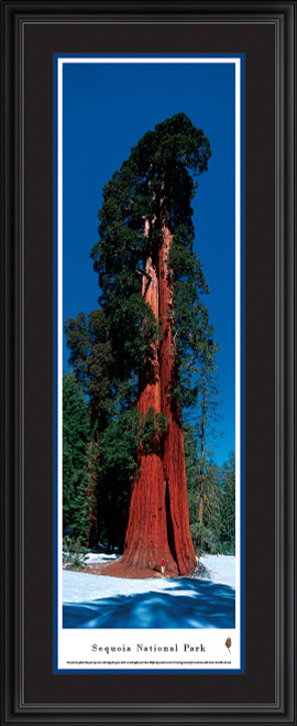 Sequoia National Park Panoramic Wall Decor - Vertical Panorama