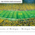 Michigan Wolverines Football Panoramic - Under the Lights