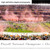 2019 College Football Playoff National Championship Panoramic Poster