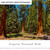 Sequoia National Park Panoramic Picture - Landscape Wall Decor
